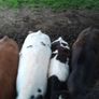 10 weanling heifers Image 2