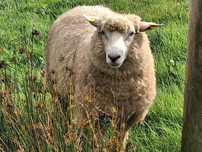 Galway Ram Lambs 2026 and Ram 2024