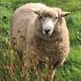 Galway Ram Lambs 2026 and Ram 2024 Image 4