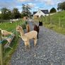 Alpaca Image 3