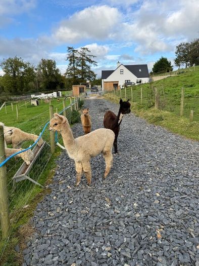 Alpaca