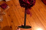 Burgundy Flower Tree x6