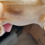rare schleich models Image 4