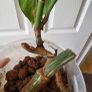Reverted monstera albo Image 4