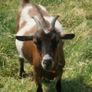 Female Pygmy Goats Image 2