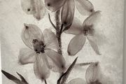 Canvas print, flowers