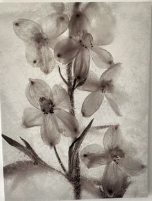 Canvas print, flowers