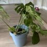 Large Monstera / Swiss Cheese Plant Image 3