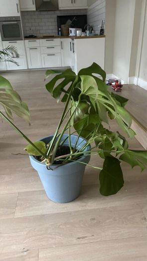 Large Monstera / Swiss Cheese Plant