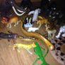 Collection of Jungle Animals 24 pieces Image 10