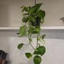 Epipremnum Aureum Image 3
