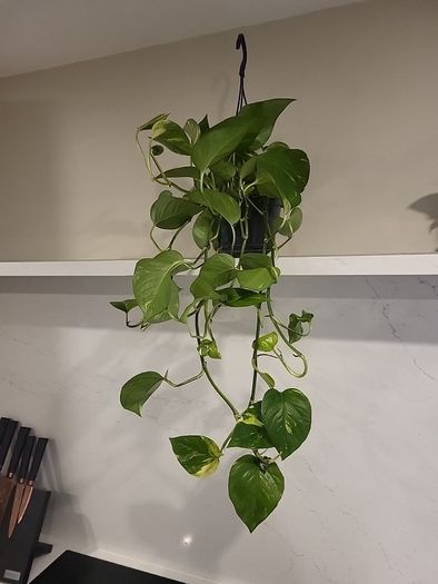 Epipremnum Aureum