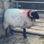 Blackface Rams Image 2