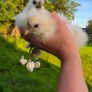 silkies Image 4