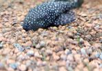 Bristlenose plecos