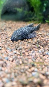Bristlenose plecos