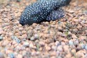 Bristlenose plecos
