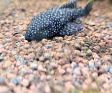 Bristlenose plecos