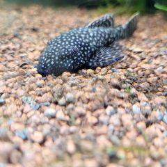 Bristlenose plecos