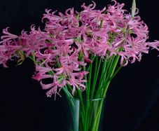 Nerine lily