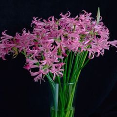 Nerine lily