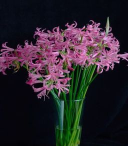 Nerine lily