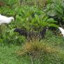 poultry Image 2