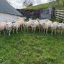 Suffolk and Texel cross Hoggets Image 2
