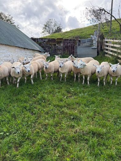 Suffolk and Texel cross Hoggets