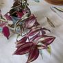 tradescantia Image 2