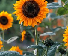 (S) Sunflower Soraya seeds (10s) (411955)