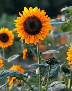 (S) Sunflower Soraya seeds (10s) (411955)