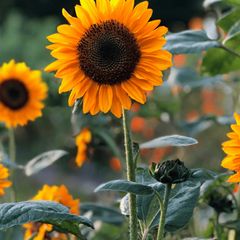 (S) Sunflower Soraya seeds (10s) (411955)