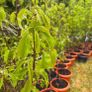 Premium Fruit Trees (Pear, Plum & Cherry)  Instan Image 3