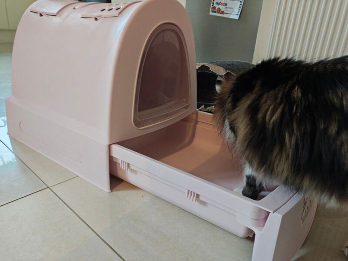 large cat litter