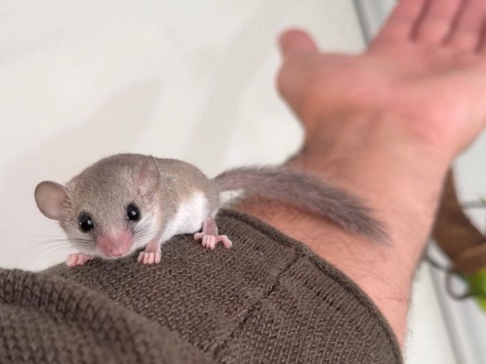 Micro Squirrels