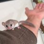 Micro Squirrels Image 2