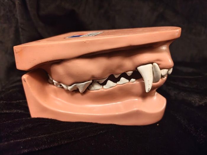 Vintage Canine Jaw Model