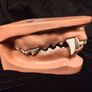 Vintage Canine Jaw Model Image 4
