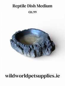 Reptile Dish