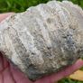 Big Coral fossil w/ complete silicification Image 3