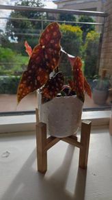 begonia