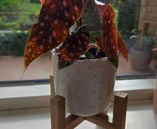 begonia