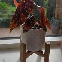 begonia