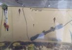 Bristle nose plecos all different ages some 3 to 7cm