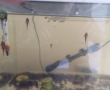 Bristle nose plecos all different ages some 3 to 7cm