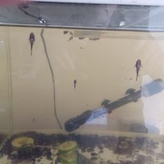 Bristle nose plecos all different ages some 3 to 7cm