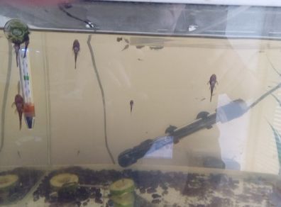 Bristle nose plecos all different ages some 3 to 7cm