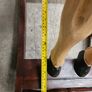 Handmade Handcrafted Wooden Painted Rocking Horse Image 10