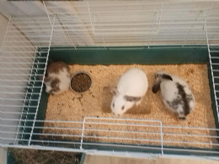 rabbits